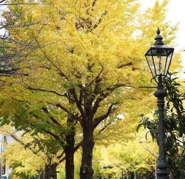 Sonbahar mevsiminde şehrin sokaklarında sarı yapraklı ginkgo ağaçları ve sokak lambaları.                               