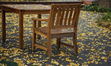 Japonya 'da sonbahar mevsiminde bahçede yere düşen sarı yaprakların manzarası.                               