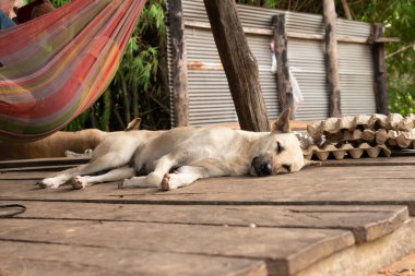 Köpek yerde dinleniyor.