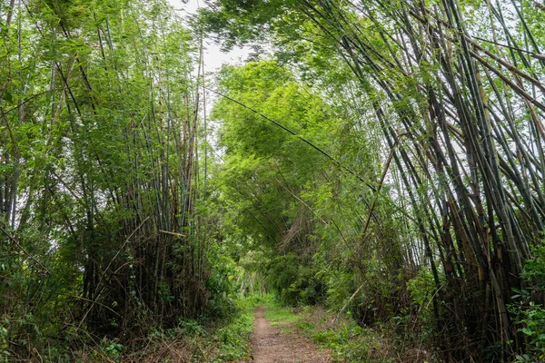 Kamboçya Ormanda Bir Bambu Patikası — Stok fotoğraf