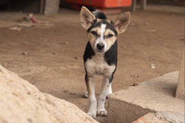 Büyük kulaklı küçük siyah bir köpek yavrusu.