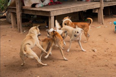 Bir grup köpek caddenin ortasında kavga ediyor.