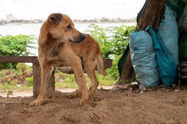 Korkmuş ve çaresiz sarışın köpek yavrusu