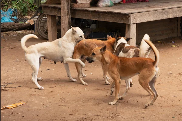 group of dogs fighting in the middle of the street