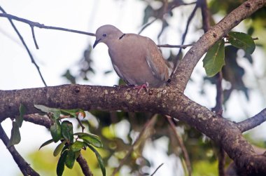 Ağaç dalına tünemiş yaslı güvercin.