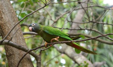 Yeşil bir papağan Ağaç dalına tünemiş