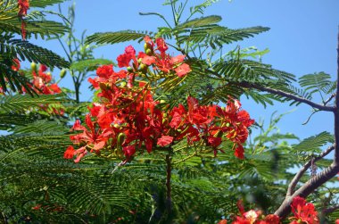 Kraliyet Poinciana Ağacı 'nın parlak, portakal kırmızısı çiçekleri.