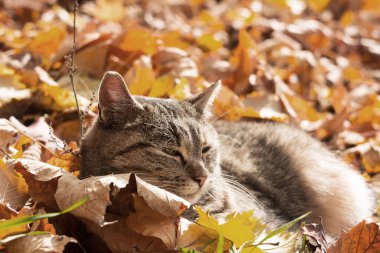 Gri bir kedi sarı sonbahar yapraklarında dinlenir. Sonbahar kavramı
