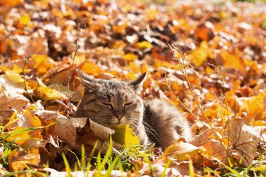 Gri bir kedi sarı sonbahar yapraklarında dinlenir ve güneşin tadını çıkarır. Sonbahar konsepti