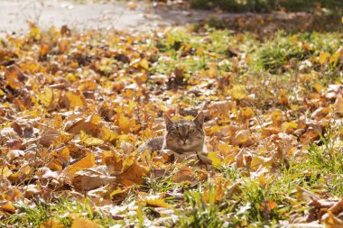 Gri bir kedi sarı sonbahar yapraklarında dinlenir ve güneşin tadını çıkarır. Sonbahar konsepti