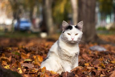 Sonbahar yapraklarının arka planında beyaz bir kedi uzanır ve güneşin tadını çıkarır. Sonbahar konsepti