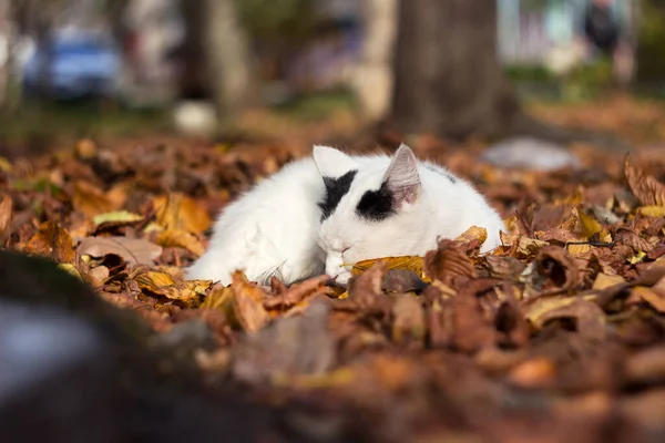 Een Witte Kat Ligt Achtergrond Van Herfstbladeren Koeken Zon Najaarsconcept — Stockfoto