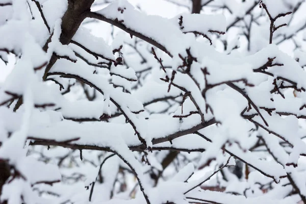Ágak Hóban Télen Háttér — Stock Fotó