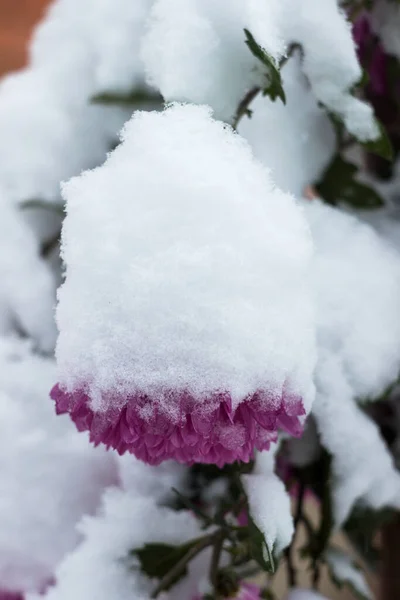Pink chrysanthemum under the snow, snow fell on blooming flowers