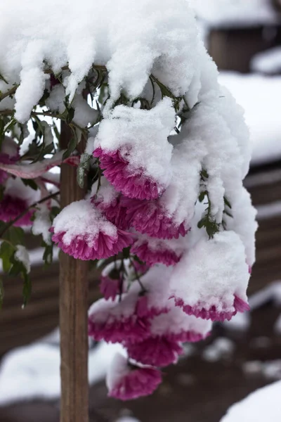 Pink chrysanthemum under the snow, snow fell on blooming flowers