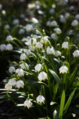 Leucojum vernum - ormandaki ilkbahar kar tanesi çiçekleri. Bulanık arkaplan, bahar kavramı
