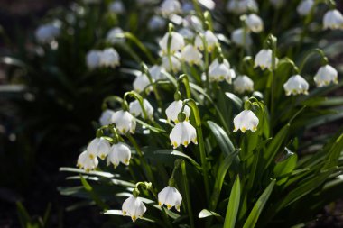 Leucojum vernum - ormandaki ilkbahar kar tanesi çiçekleri. Bulanık arkaplan, bahar kavramı