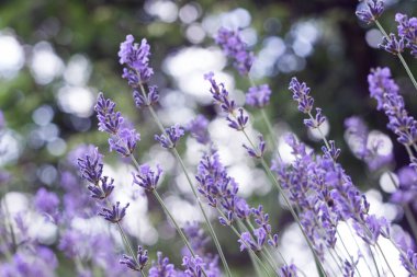 A bush of purple lavender grows and blooms in the garden. Floral background