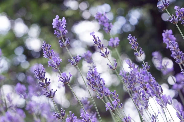 A bush of purple lavender grows and blooms in the garden. Floral background
