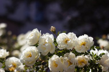 Many white roses, background. White and delicate flowers bloom profusely on the bushes
