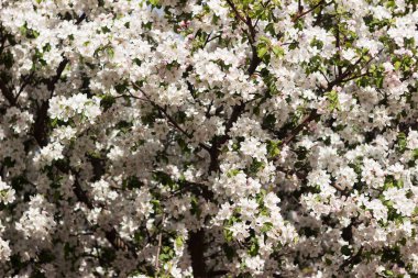 Apple blossom, background. A flowering tree in spring, beautiful and delicate flowers