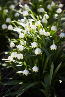 Leucojum vernum - ormandaki ilkbahar kar tanesi çiçekleri. Bulanık arkaplan, bahar kavramı
