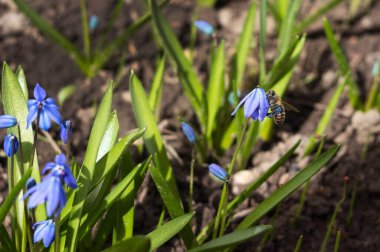 Blue snowdrops bloom in the garden and are pollinated by bees, the first spring flowers. Background