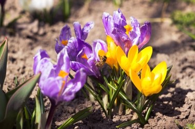 Yellow and lilac crocuses in the garden. One of the first bright spring flowers is pollinated by a bee