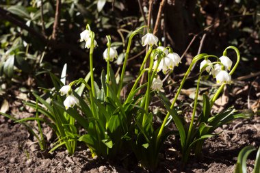 Leucojum vernum - ormandaki ilkbahar kar tanesi çiçekleri. Bulanık arkaplan, bahar kavramı