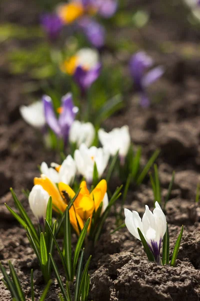 White, purple and yellow crocuses grow in the garden. Some of the first bright spring flowers bloom, background