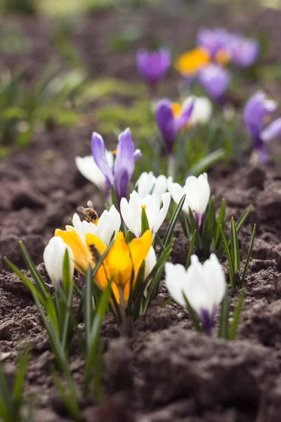 White, purple and yellow crocuses in the garden. One of the first bright spring flowers is pollinated by a bee