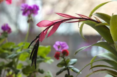 Blooming flowers on the windowsill: Kalanchoe, Geranium, Billbergia. Background