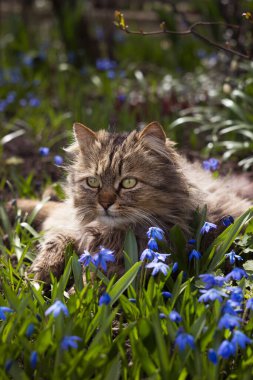 Yumuşak bir kedi mavi kartopu çiçekleriyle bir çayırda dinleniyor. Bahar arkaplanı kavramı