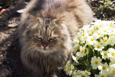 A fluffy cat rests on a lawn with yellow primrose flowers. Early spring background, concept