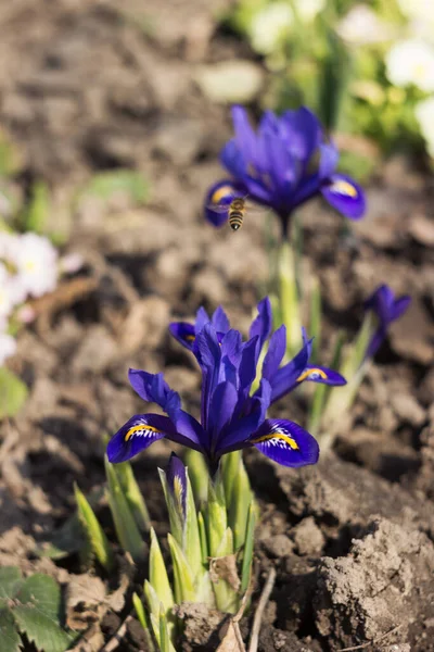 Wiosna Iris Reticulata Wczesna Wiosna Niebieskie Kwiaty Pszczołą Tęczówki Kwitnące — Zdjęcie stockowe