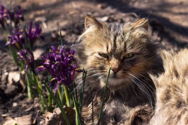 Yumuşak bir kedi mor cüce çiçeklerin arasında bir çiçek tarhında yatar ve dinlenir. Bahar konsepti