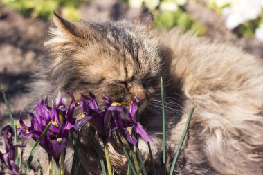 Yumuşak bir kedi mor cüce çiçeklerin arasında bir çiçek tarhında yatar ve dinlenir. Bahar konsepti