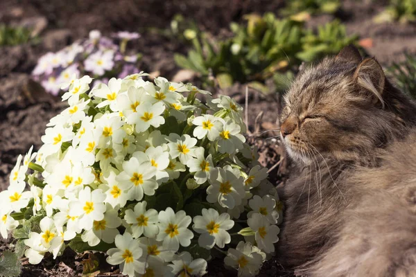 Пухнаста Кішка Лежить Газоні Жовтими Квітками Первоцвітів Ранній Весняний Фон — стокове фото