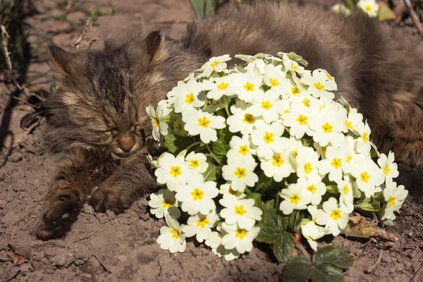 Tüylü Bir Kedi Sarı Çiçekli Bir Çimenlikte Dinleniyor Erken Bahar — Stok fotoğraf