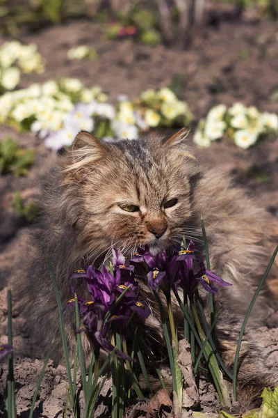 Fluffig Katt Ligger Och Vilar Rabatt Bland Blå Dvärgblommor Iris — Stockfoto