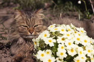 Tüylü bir kedi sarı çiçekli bir çimenlikte dinleniyor. Erken bahar arkaplanı, konsept