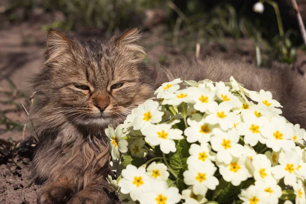 stock image A fluffy cat rests on a lawn with yellow primrose flowers. Early spring background, concept