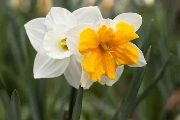 Deux Jonquilles Différentes Poussent Dans Lit Fleurs Narcisse Est Blanc — Photo