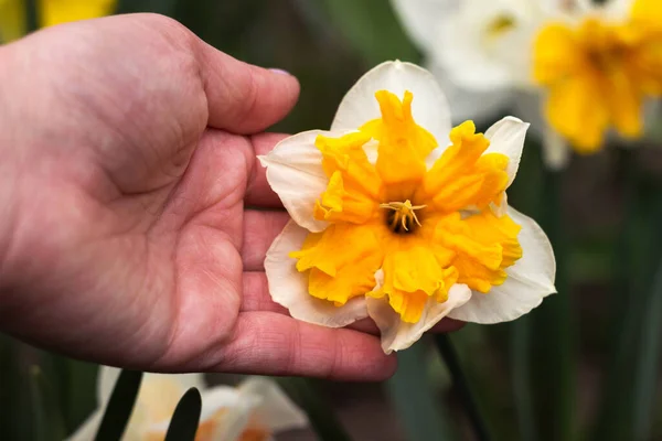 A narcissus flower in a woman\'s hands grows in the garden, a white and yellow split capped narcissus, background