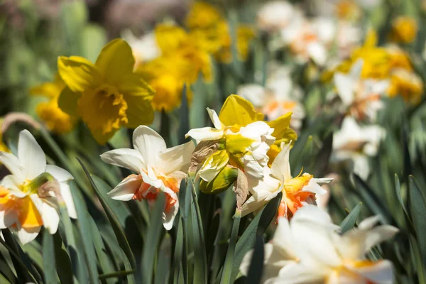 Bahçede Arka Planda Yetişen Farklı Türde Nergis Çiçekleri Terry Sarı — Stok fotoğraf