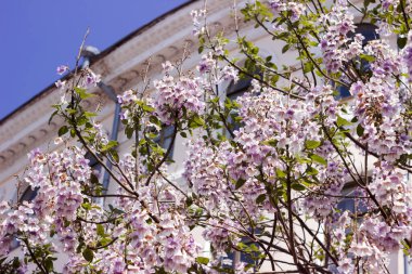 Çan şeklinde leylak çiçekleri Paulownia tomentosa (İmparator ağacı))