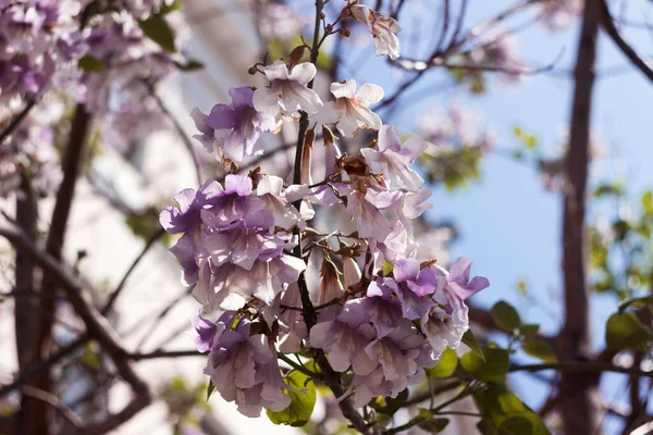 stock image Lilac flowers in the form of a bell Paulownia tomentosa (Emperor tree)