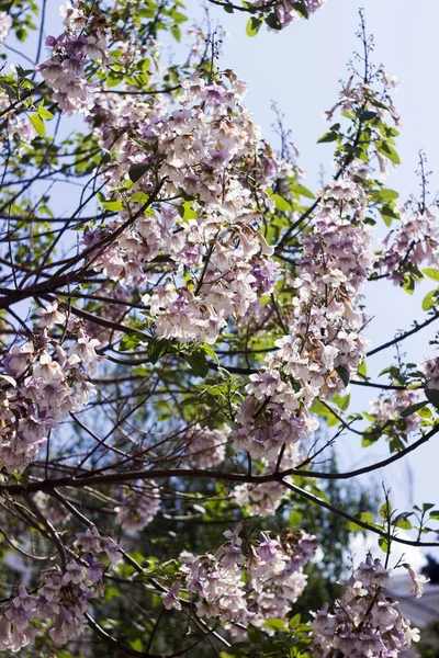 Lilac Květiny Podobě Zvonku Paulownia Tomentosa Císařský Strom — Stock fotografie
