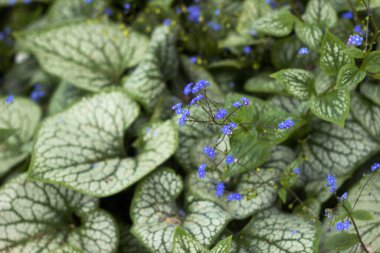 Largeleaf Brunnera macrophylla Jack Frost (siberian bugloss, great forget-me-not) - green plant with blue flowers in a garden clipart