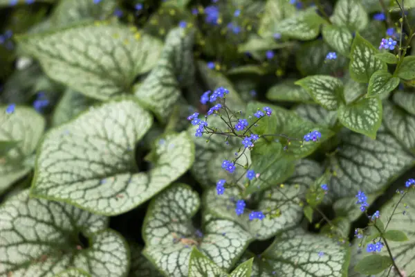 Largeleaf Brunnera macrophylla Jack Frost (siberian bugloss, great forget-me-not) - green plant with blue flowers in a garden